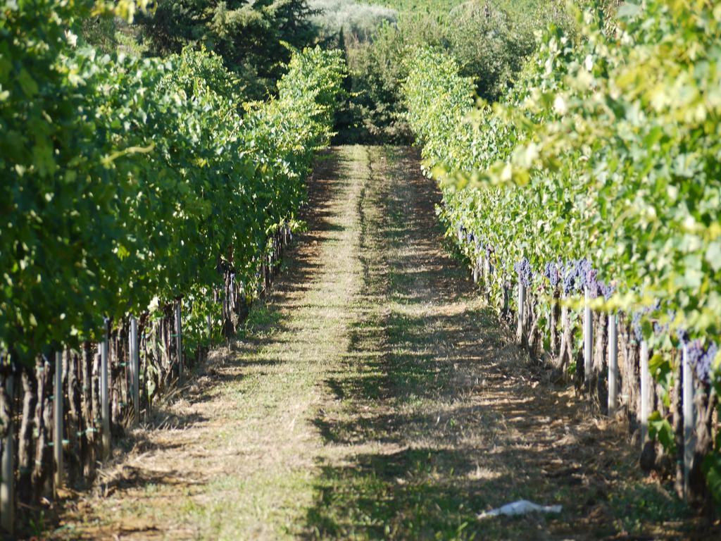 Azienda Agricola Polveraia Villa San Gimignano Exterior foto